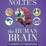 خرید و دانلود نسخه کامل کتاب Nolte’s The Human Brain – E-BOOK