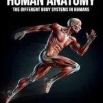 خرید و دانلود نسخه کامل کتاب زبان اصلی A Guided Tour Through the Human Anatomy: The Different Body Systems In Humans (Functional Health Series) PDF | دانلود کتاب خارجی
