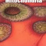 خرید و دانلود نسخه کامل کتاب Mitochondria : Structure, Dysfunction, and Research (Human Biology)