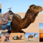 خرید و دانلود تصویر استوک شتر (مجموعه 11 تصویر باکیفیت)