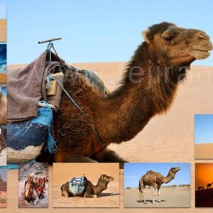 خرید و دانلود تصویر استوک شتر (مجموعه 11 تصویر باکیفیت)