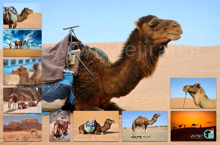خرید و دانلود تصویر استوک شتر (مجموعه 11 تصویر باکیفیت)_6a89a5045ebfc.jpeg خرید و دانلود تصویر استوک شتر (مجموعه 11 تصویر باکیفیت)
