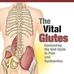 خرید و دانلود نسخه کامل کتاب The Vital Glutes: Connecting the Gait Cycle to Pain and Dysfunction