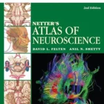خرید و دانلود نسخه کامل کتاب Netter’s Atlas of Neuroscience E-Book (Netter Basic Science)