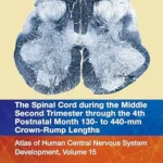 خرید و دانلود نسخه کامل کتاب زبان اصلی The Spinal Cord during the Middle Second Trimester through the 4th Postnatal Month 130- to 440-mm Crown-Rump Lengths: Atlas of Human Central Nervous System Development, Volume 15 PDF | دانلود کتاب خارجی