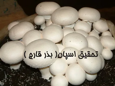 خرید و دانلود نسخه کامل تحقیق اسپان( بذر قارچ )_6a66480257df5.jpeg خرید و دانلود نسخه کامل تحقیق اسپان( بذر قارچ ) - تصویر 1