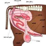 خرید و دانلود نسخه کامل تحقیق و پژوهش کامل آناتومی دستگاه تناسلی در گاو