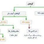 خرید و دانلود نسخه کامل جزوه گیاه شناسی 2 رده بندی گیاهی
