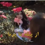 خرید و دانلود نسخه کامل رمان
 از پیله تا پرنا اثر سپیده علیزاده