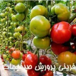 خرید و دانلود نسخه کامل طرح کارآفرینی پرورش صیفی جات گلخانهای