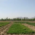 خرید و دانلود نسخه کامل کارآموزی زراعت و اصلاح جهاد کشاورزی شهرستان مینودشت بخش گالیکش نبات