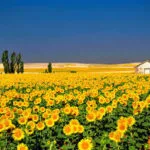 خرید و دانلود نسخه کامل کارآموزی زراعت و اصلاح نباتات جهاد کشاورزی شهرستان مه‌ ولایت (فیض‌آباد)