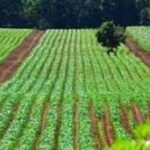 خرید و دانلود نسخه کامل کارآموزی زراعت و اصلاح نباتات مدیریت جهادکشاورزی شهرستان گنبد