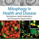 خرید و دانلود نسخه کامل کتاب 
Mitophagy in Health and Disease: Mechanisms, Health Implications, and Therapeutic Opportunities