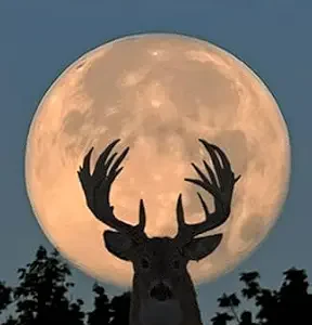 خرید و دانلود نسخه کامل کتاب زبان اصلی Poacher’s Moon (Penn’s Woods Stories Book 9) PDF | دانلود کتاب خارجی